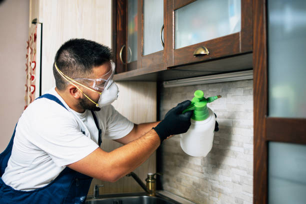 Best Flea Control Services  in Shelburne Falls, MA