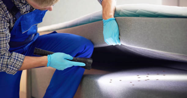 Best Ant Control Services  in Shelburne Falls, MA