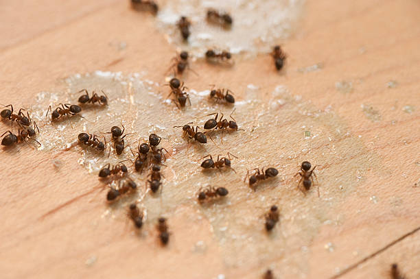 Trusted Shelburne Falls, MA Pest Control Experts