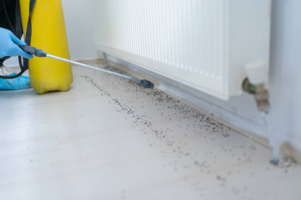 Best Cockroach Control Services  in Shelburne Falls, MA